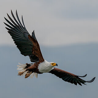 Lake Naivasha - African fish eagle
